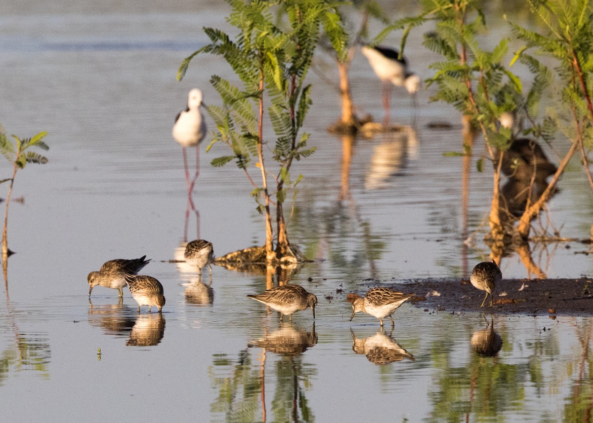 尖尾濱鷸 - ML646449197