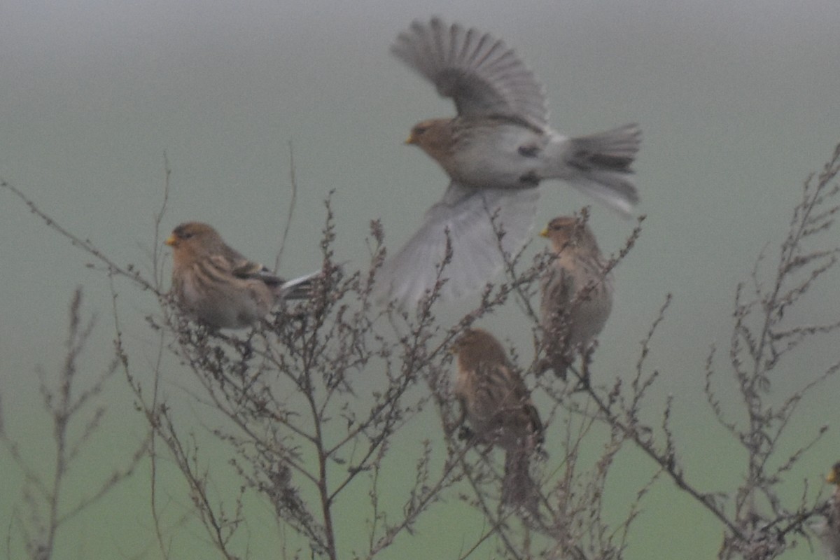 キバシヒワ - ML646449198