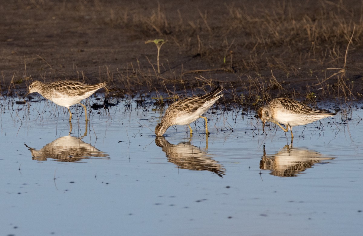 尖尾濱鷸 - ML646449199