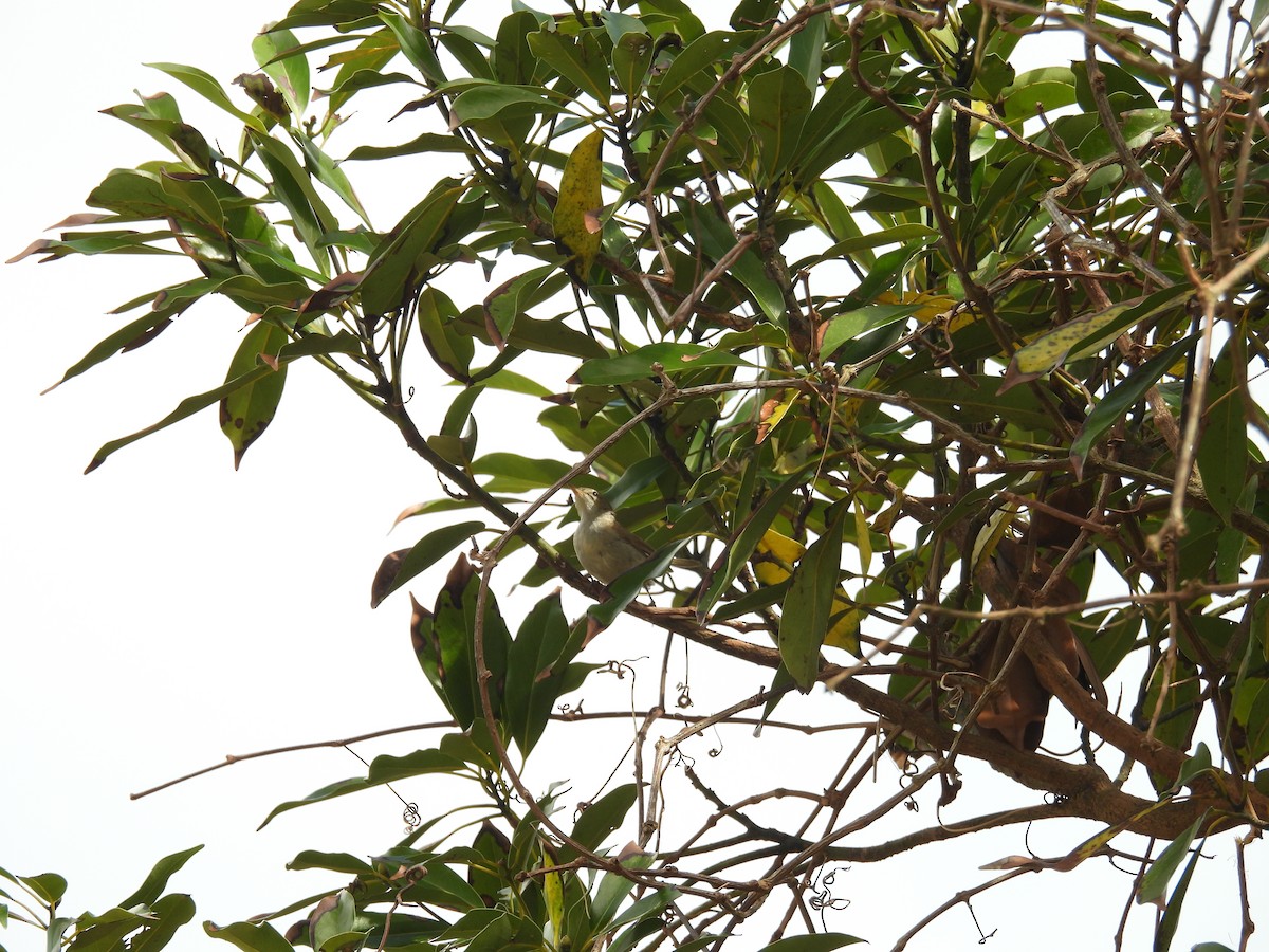 靴籬鶯 - ML646449201