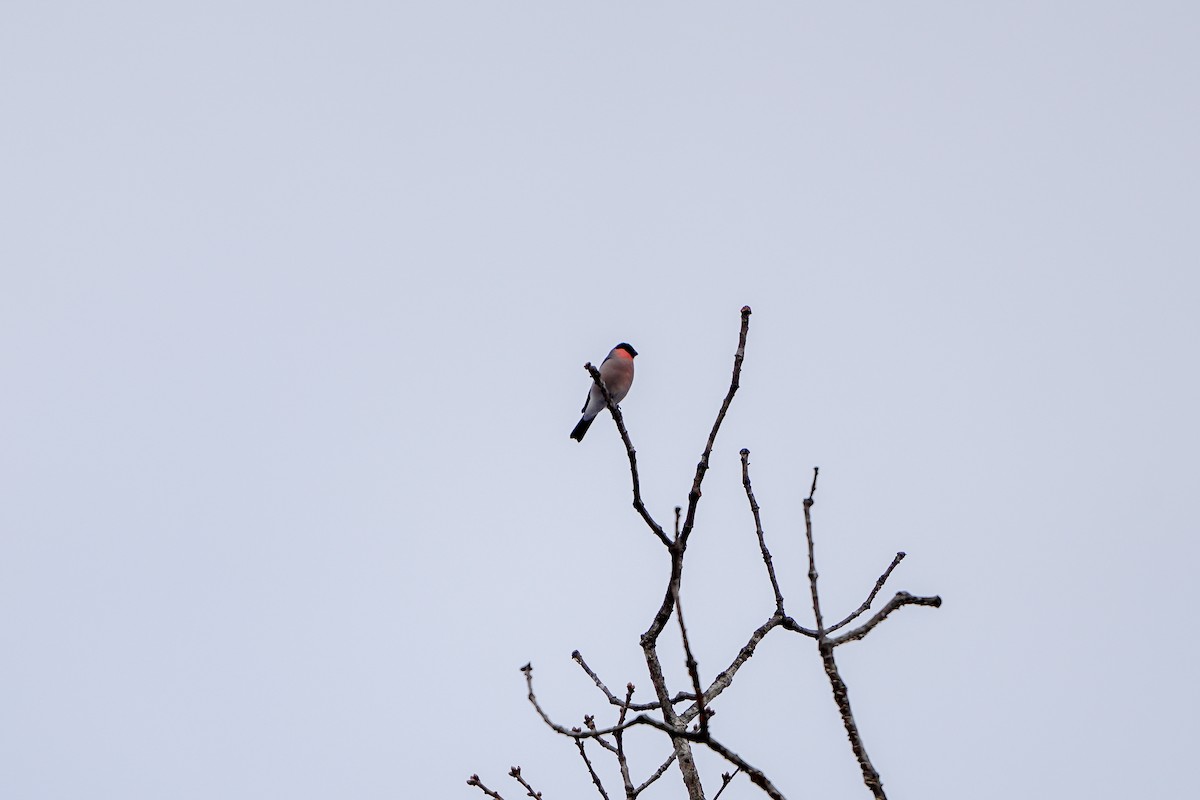 歐亞鷽 - ML646449205