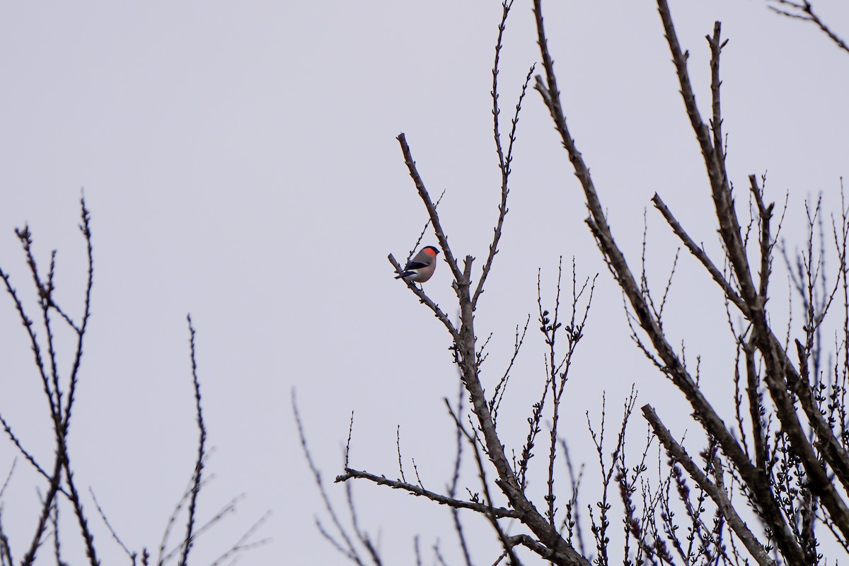 歐亞鷽 - ML646449206