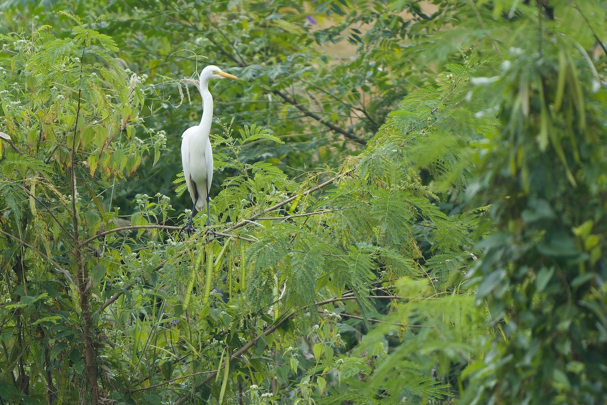 中白鷺 - ML646449207