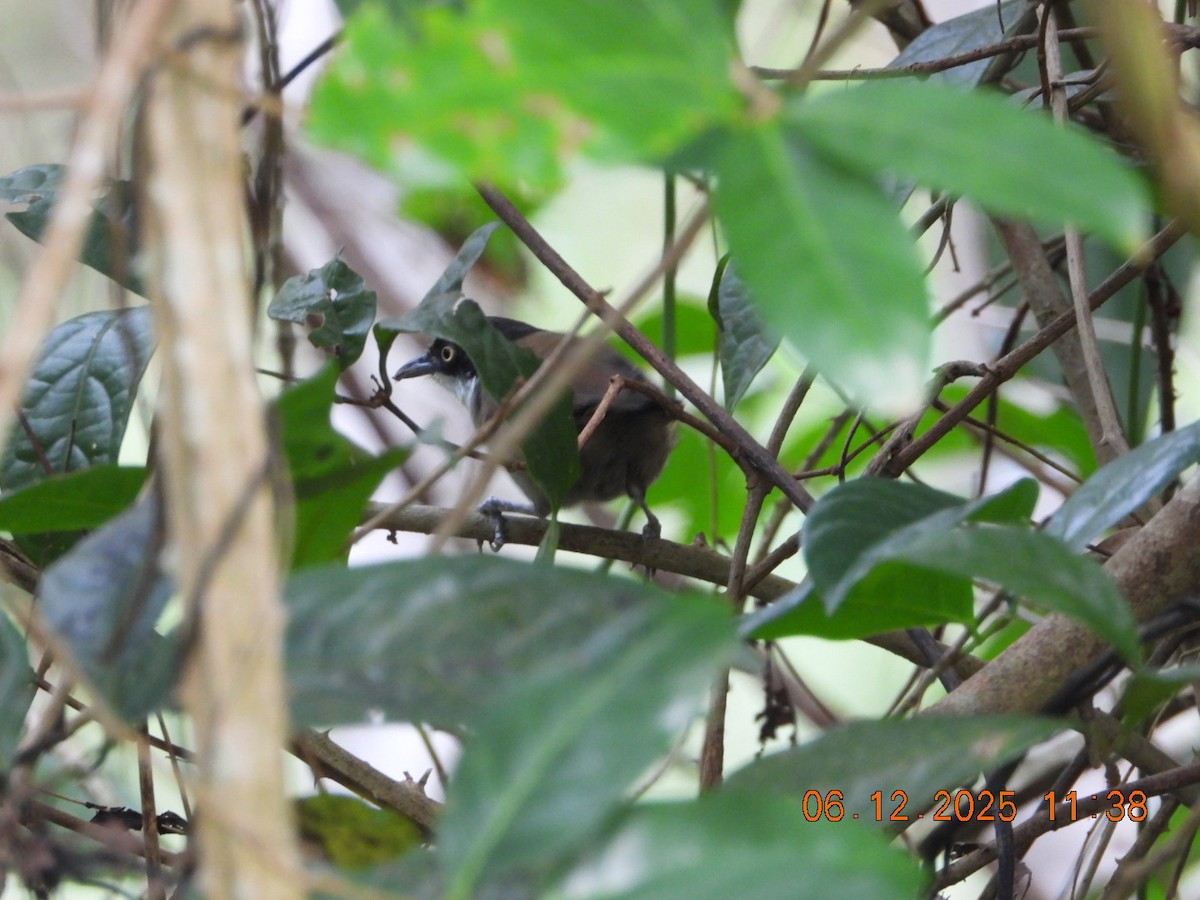 Dark-fronted Babbler - ML646449208