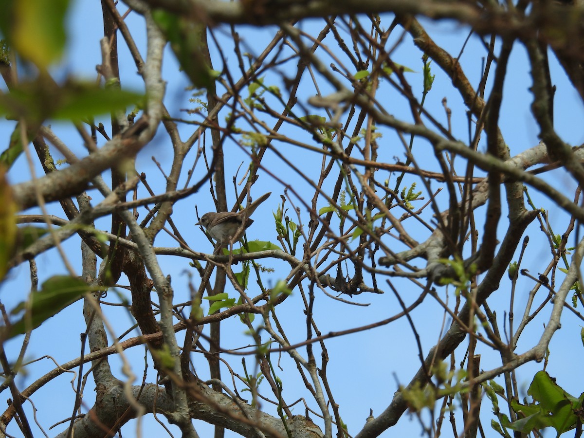 靴籬鶯 - ML646449209