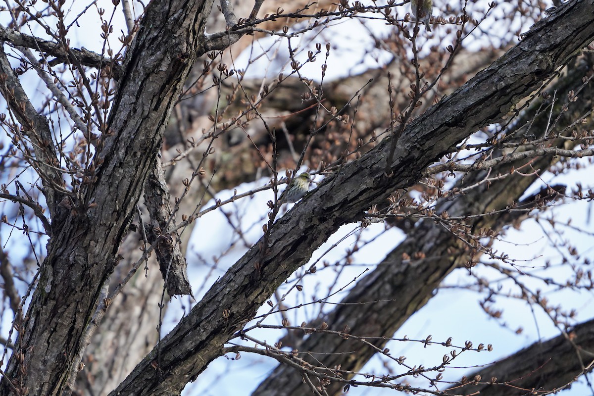 黃雀 - ML646449210