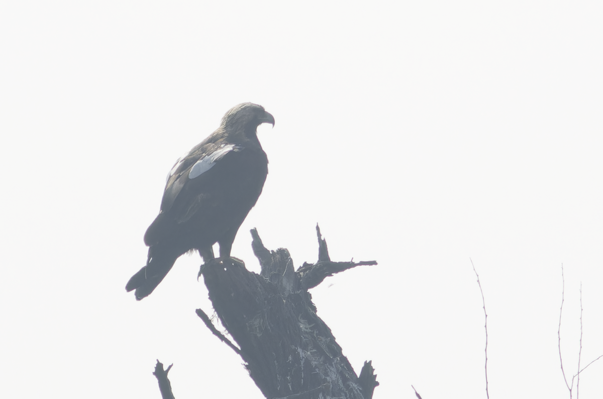 白肩鵰 - ML646449211