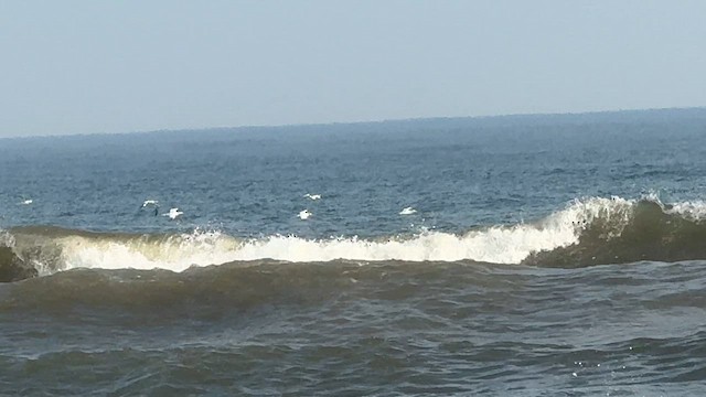 Northern Gannet - ML646449212