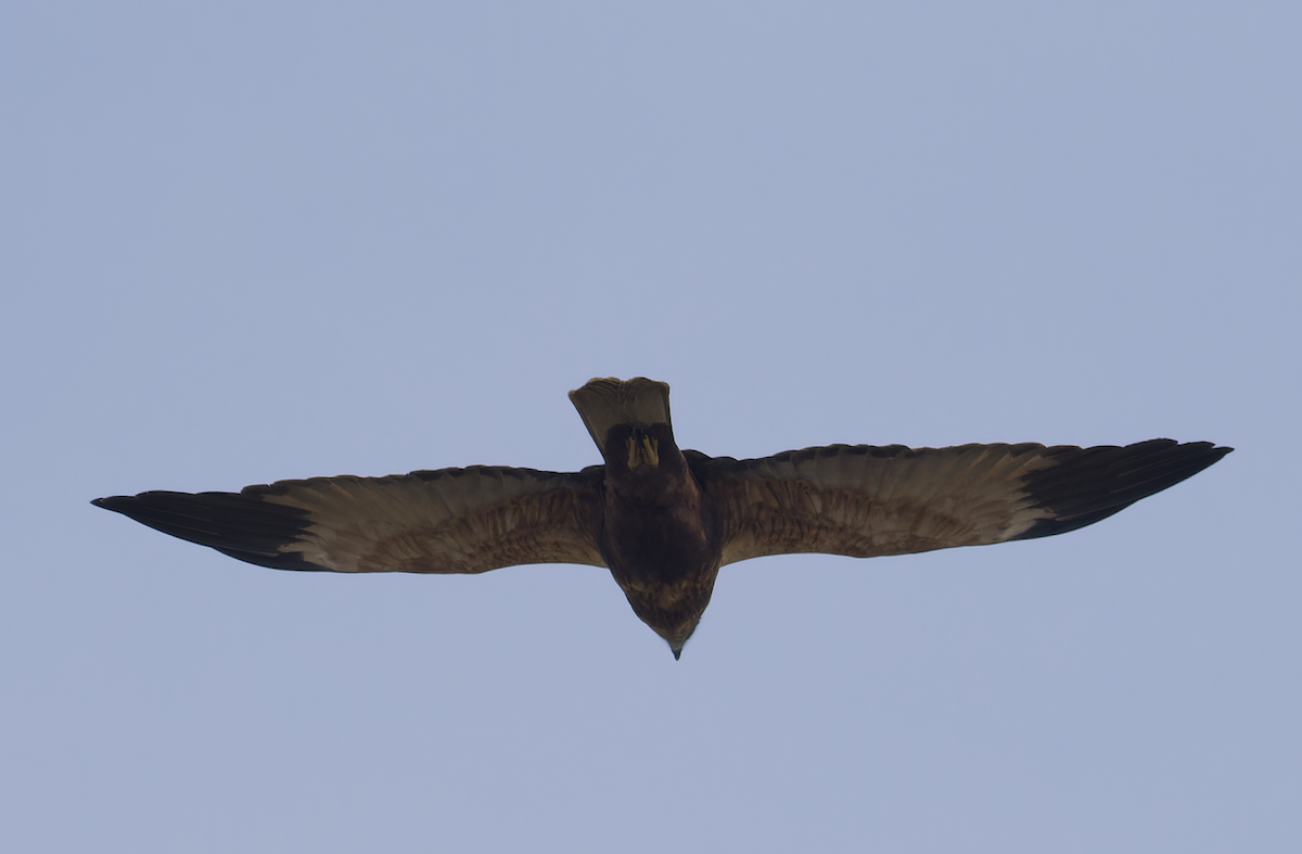 西方澤鵟 - ML646449213