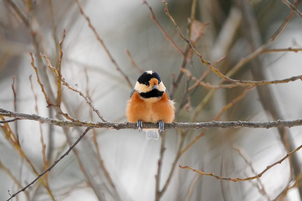 雜色山雀 - ML646449214