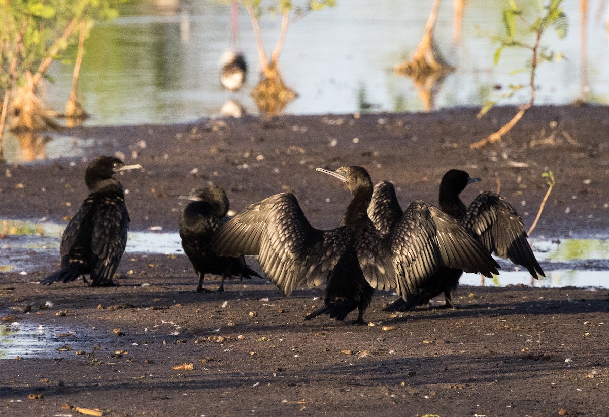 Little Black Cormorant - ML646449215