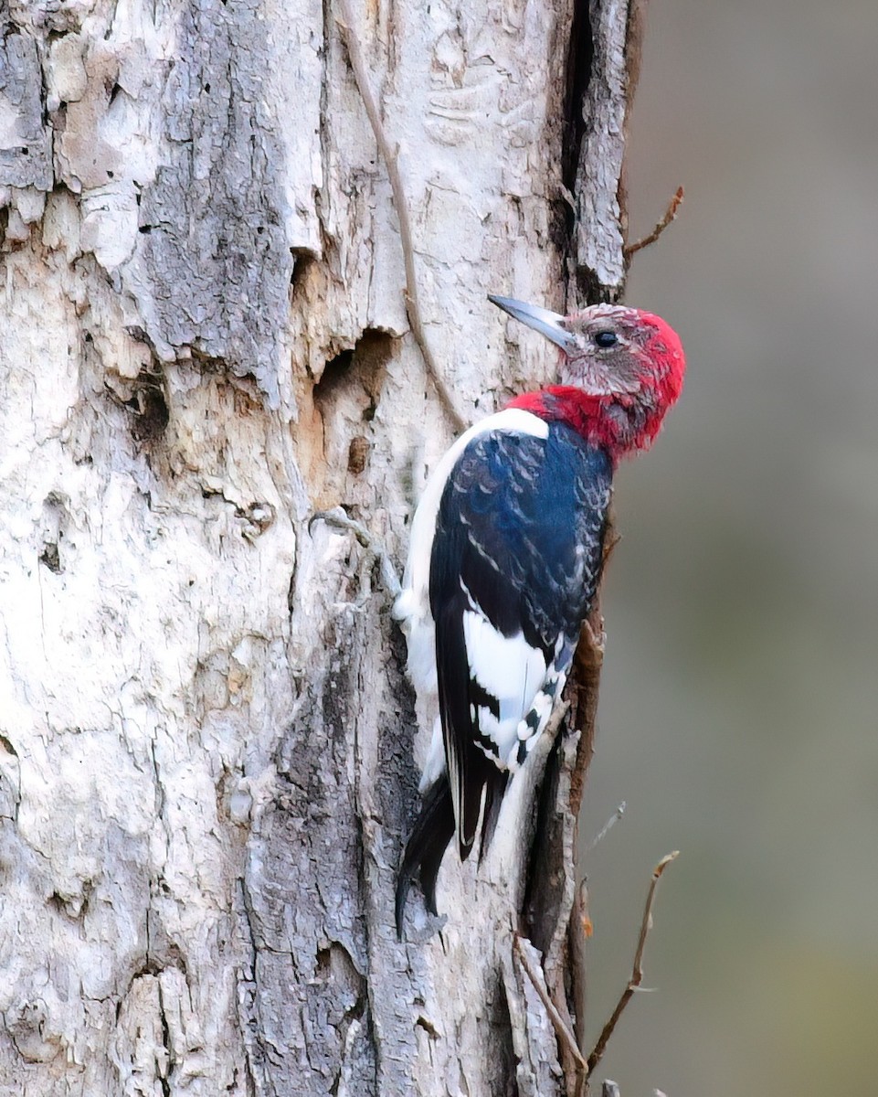 Red-headed Woodpecker - ML646449216