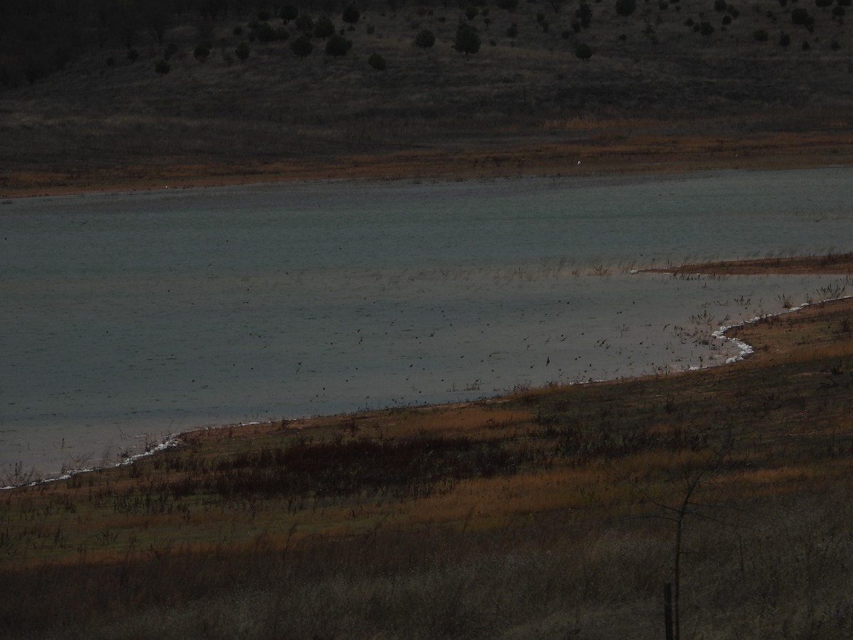 European Goldfinch - ML646449217