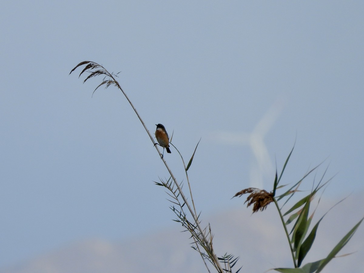 European Stonechat - ML646449218