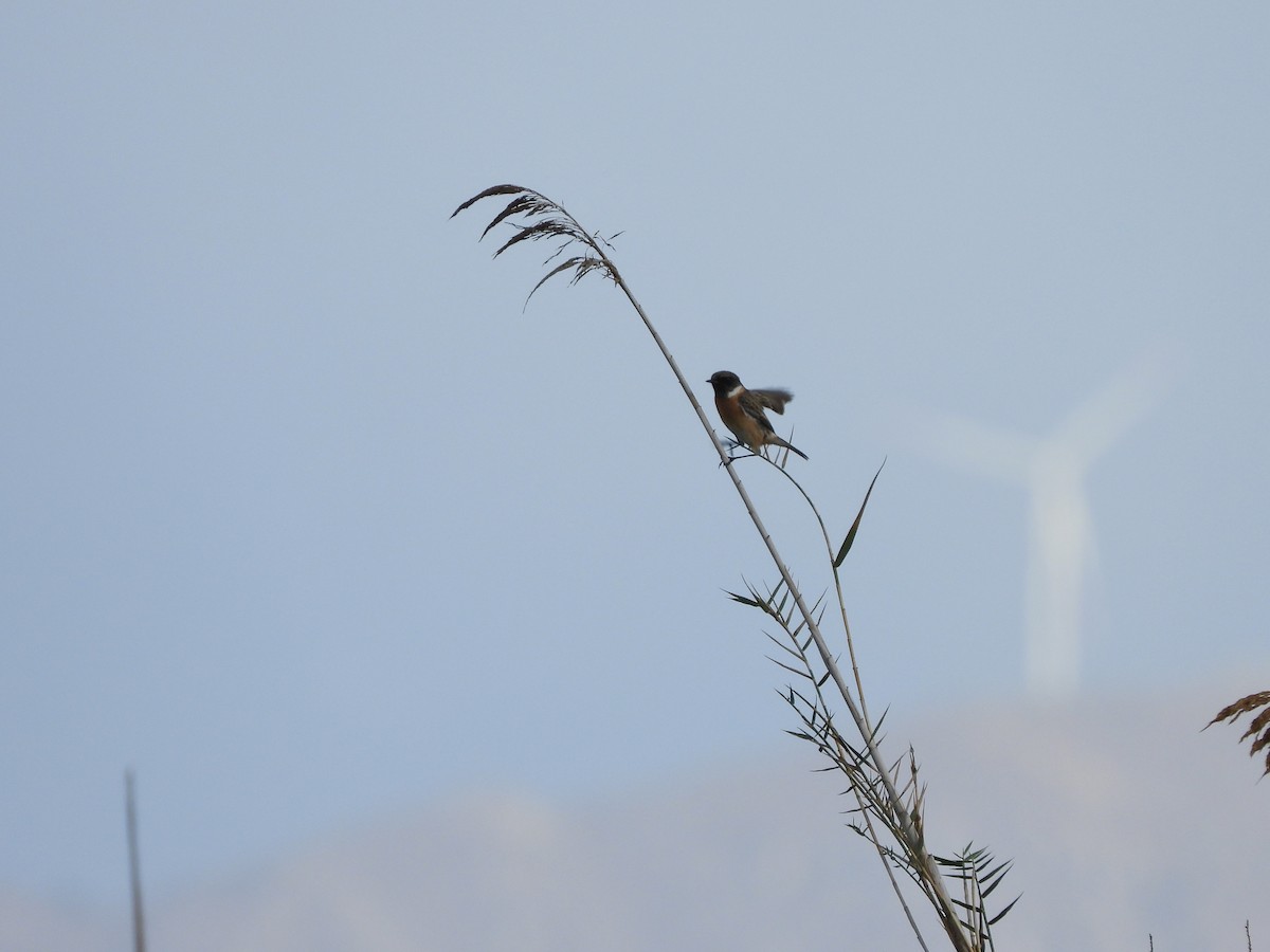 European Stonechat - ML646449219