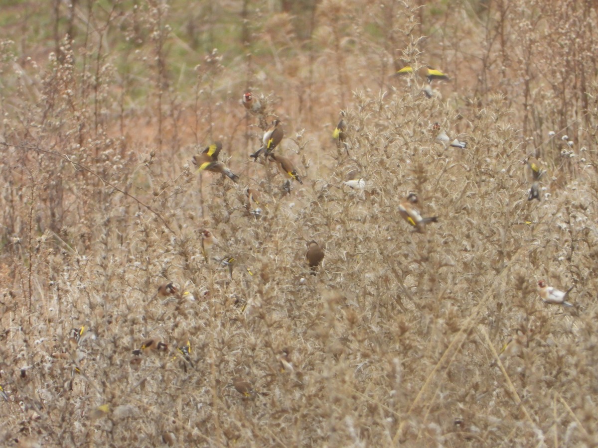 European Goldfinch - ML646449220