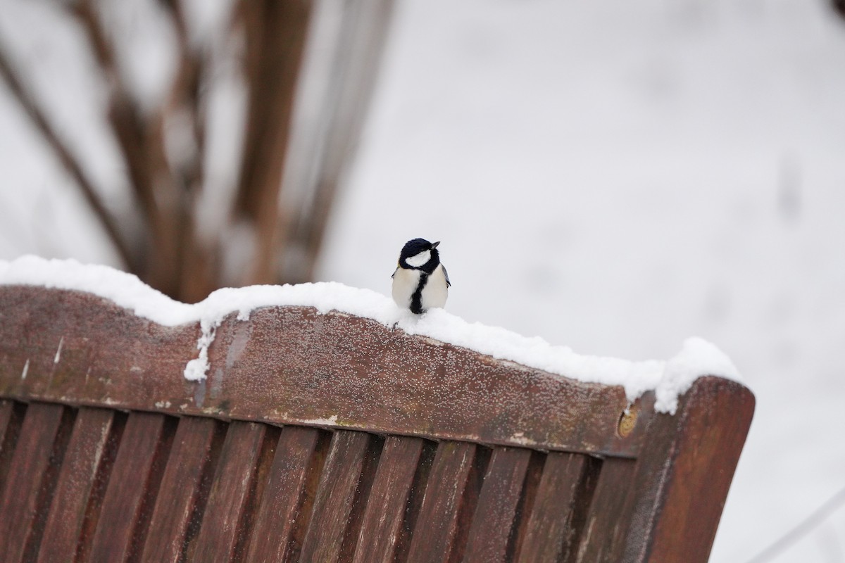 白頰山雀(minor群) - ML646449221