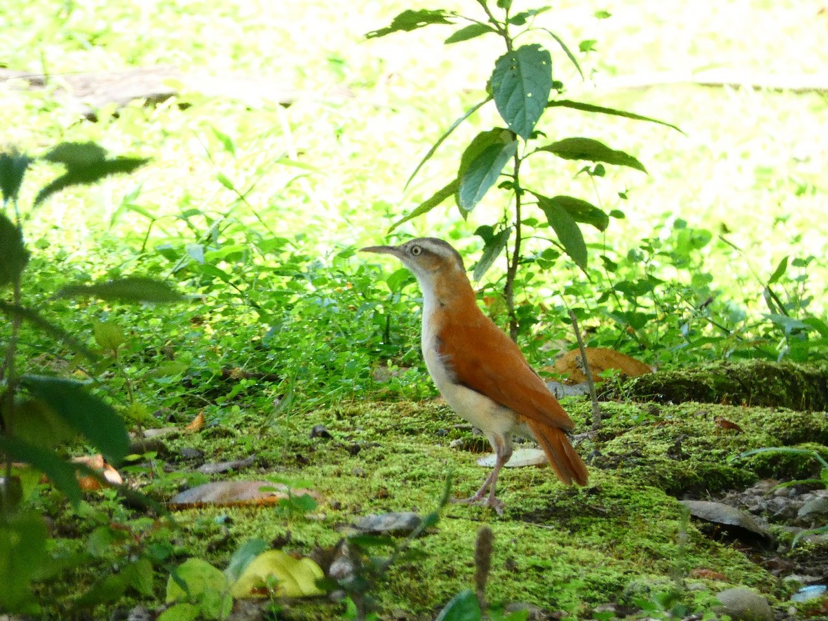 Lesser Hornero - ML646449222