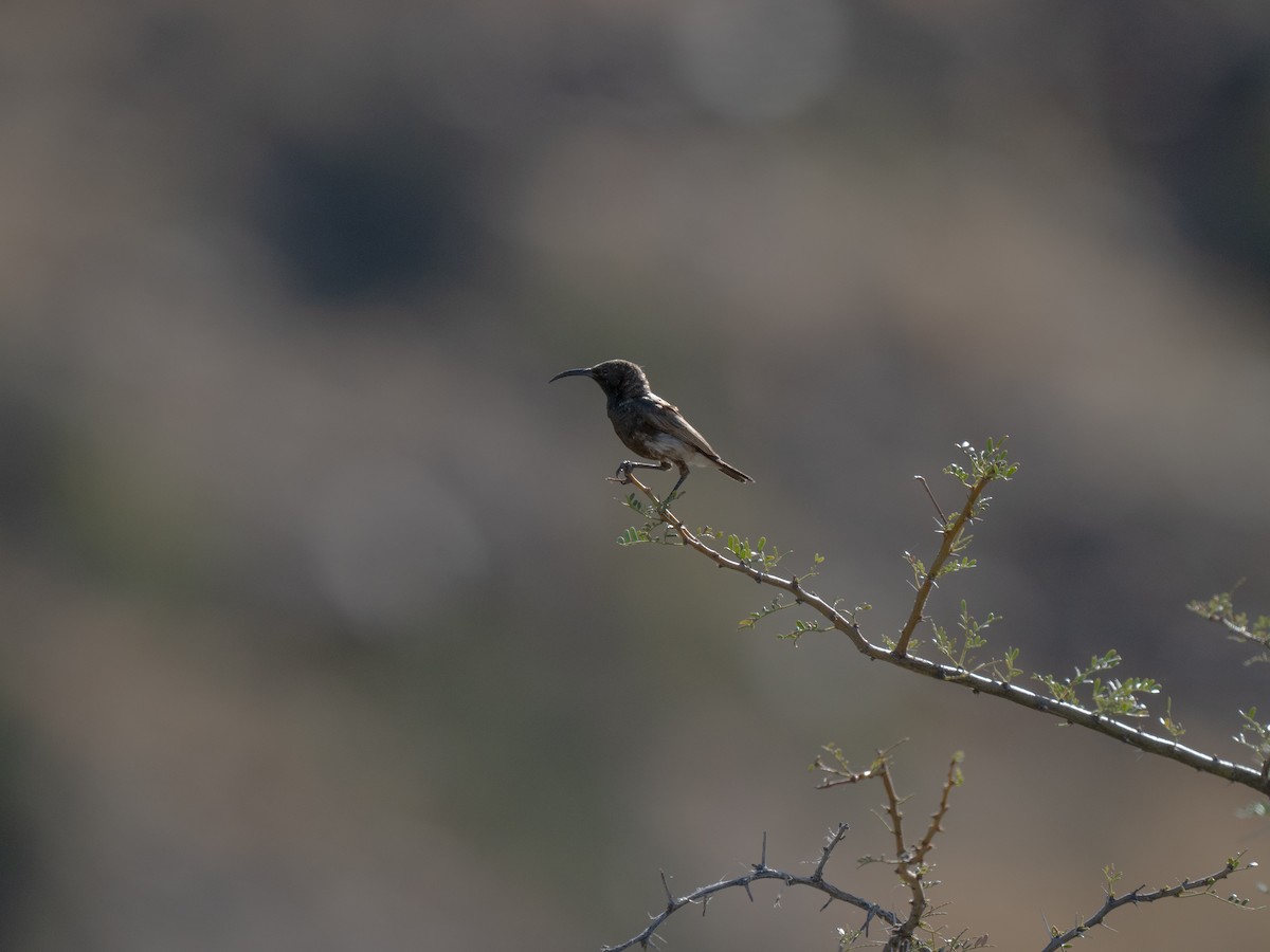 Dusky Sunbird - ML646449227