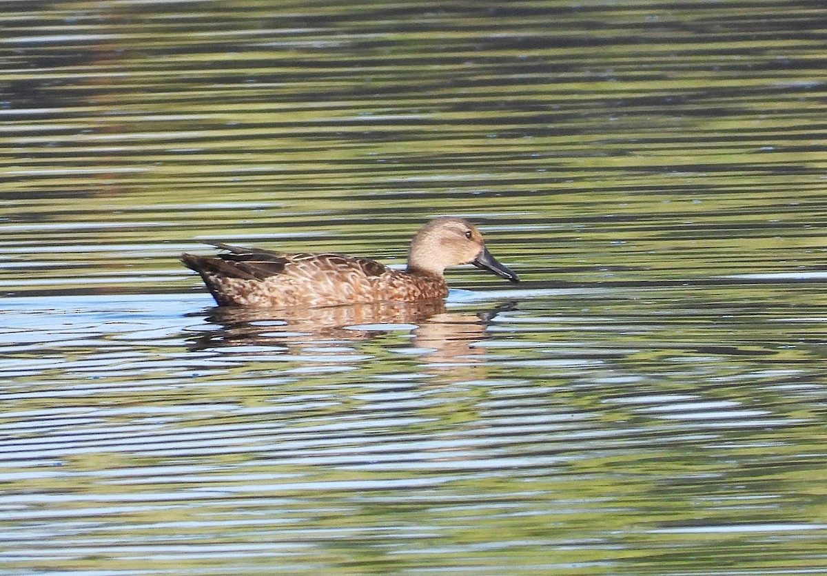 kopřivka obecná - ML646449228