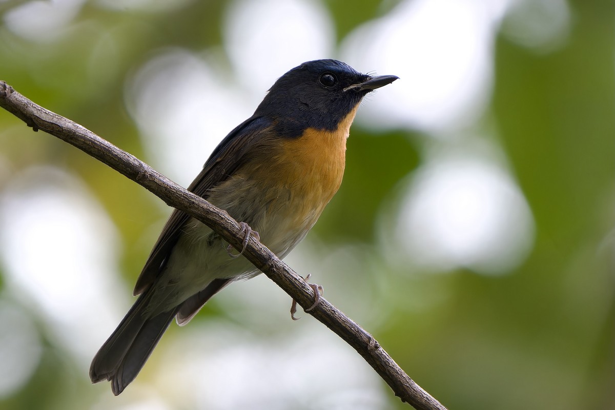 Chinese Blue Flycatcher - ML646449230