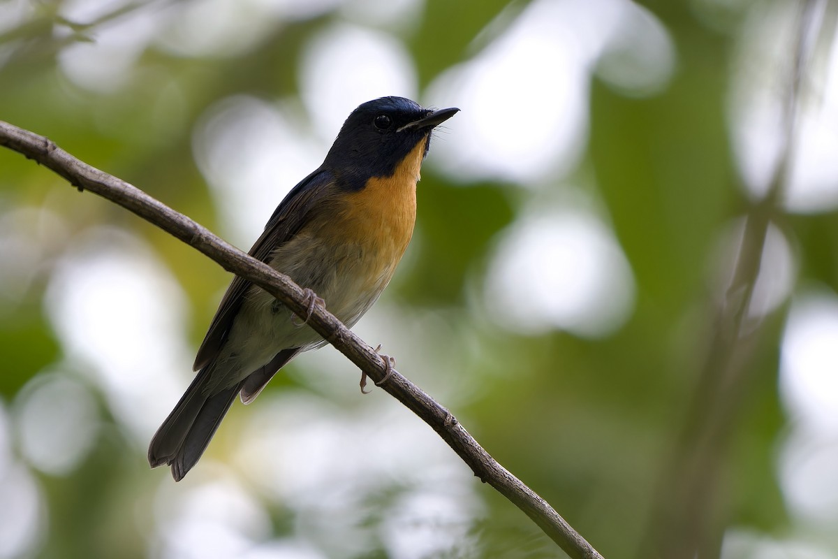 Chinese Blue Flycatcher - ML646449231