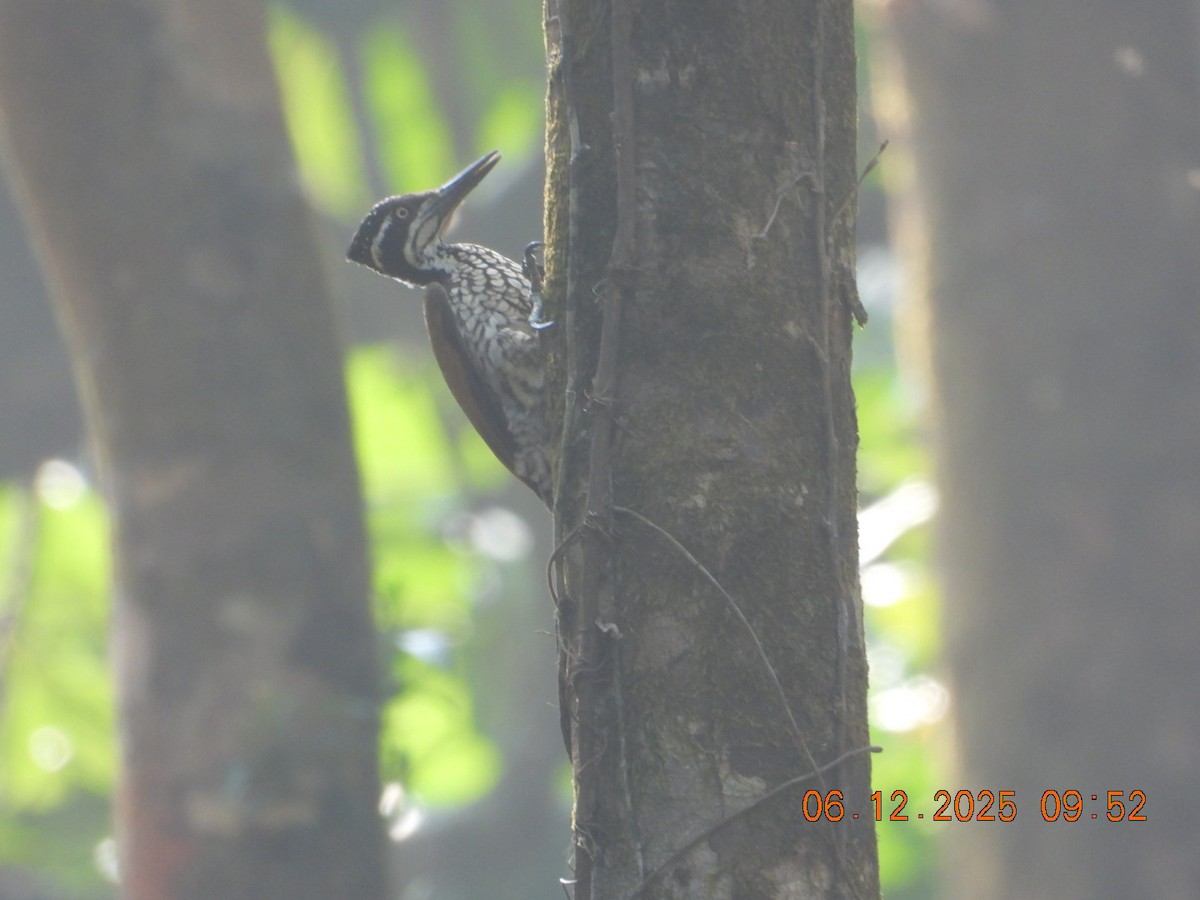 Malabar Flameback - ML646449234