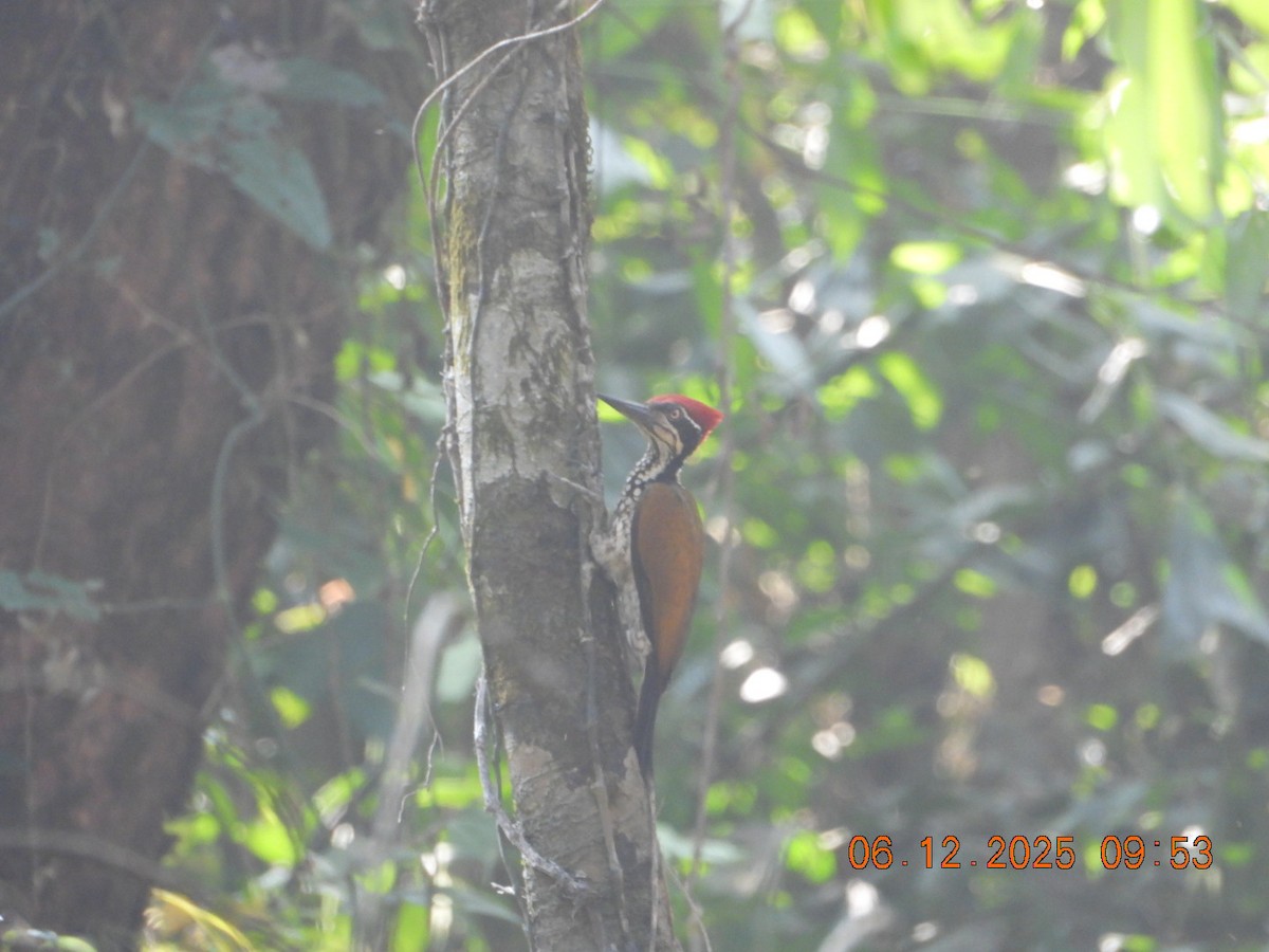 Malabar Flameback - ML646449237