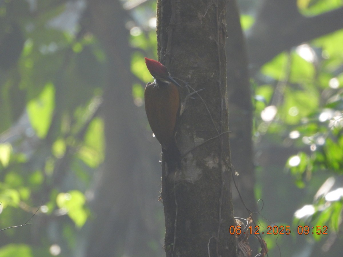 Malabar Flameback - ML646449238