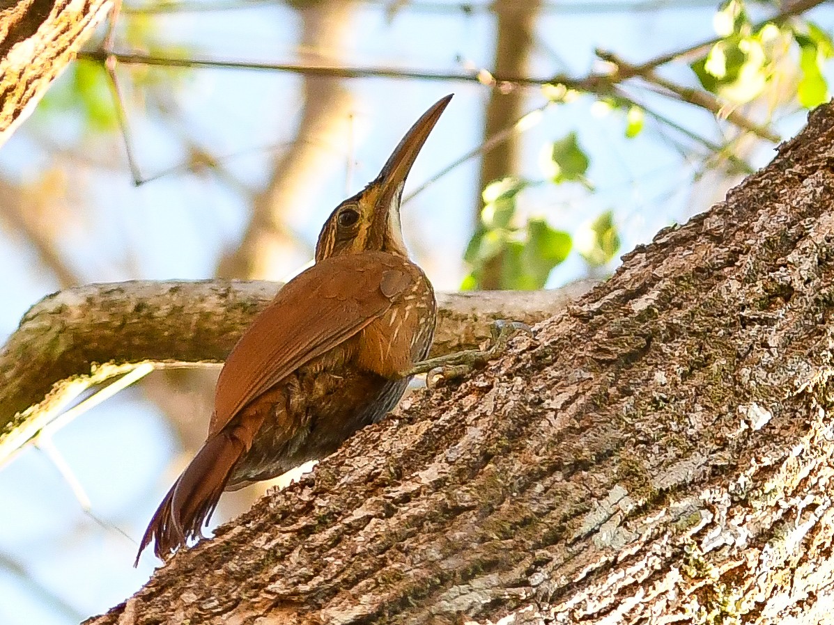 Moustached Woodcreeper - ML646449239