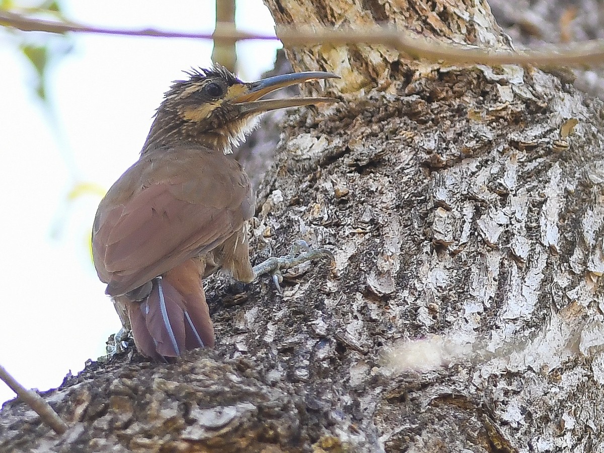 Moustached Woodcreeper - ML646449240