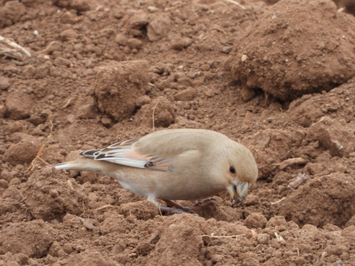 Desert Finch - ML646449242
