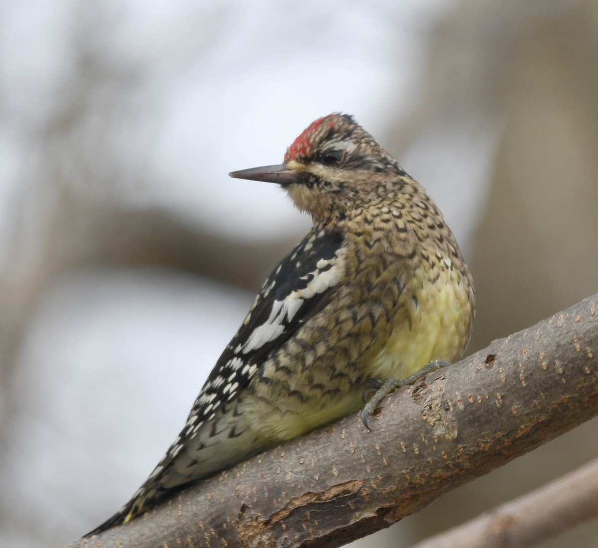 Yellow-bellied Sapsucker - ML646449252