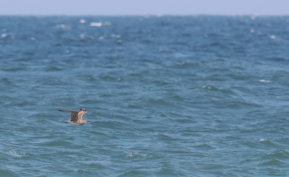 koliha hudsonská - ML646449253