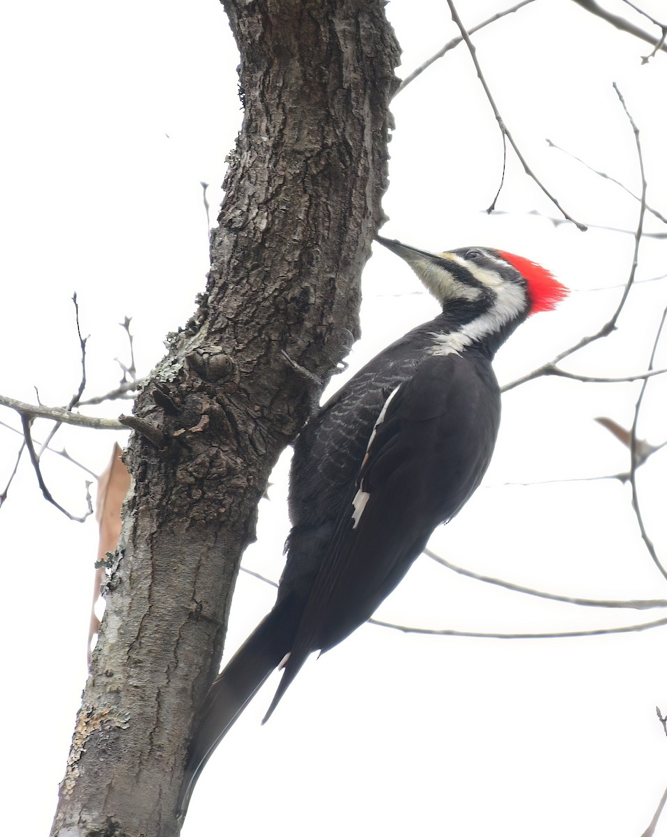 Pileated Woodpecker - ML646449254
