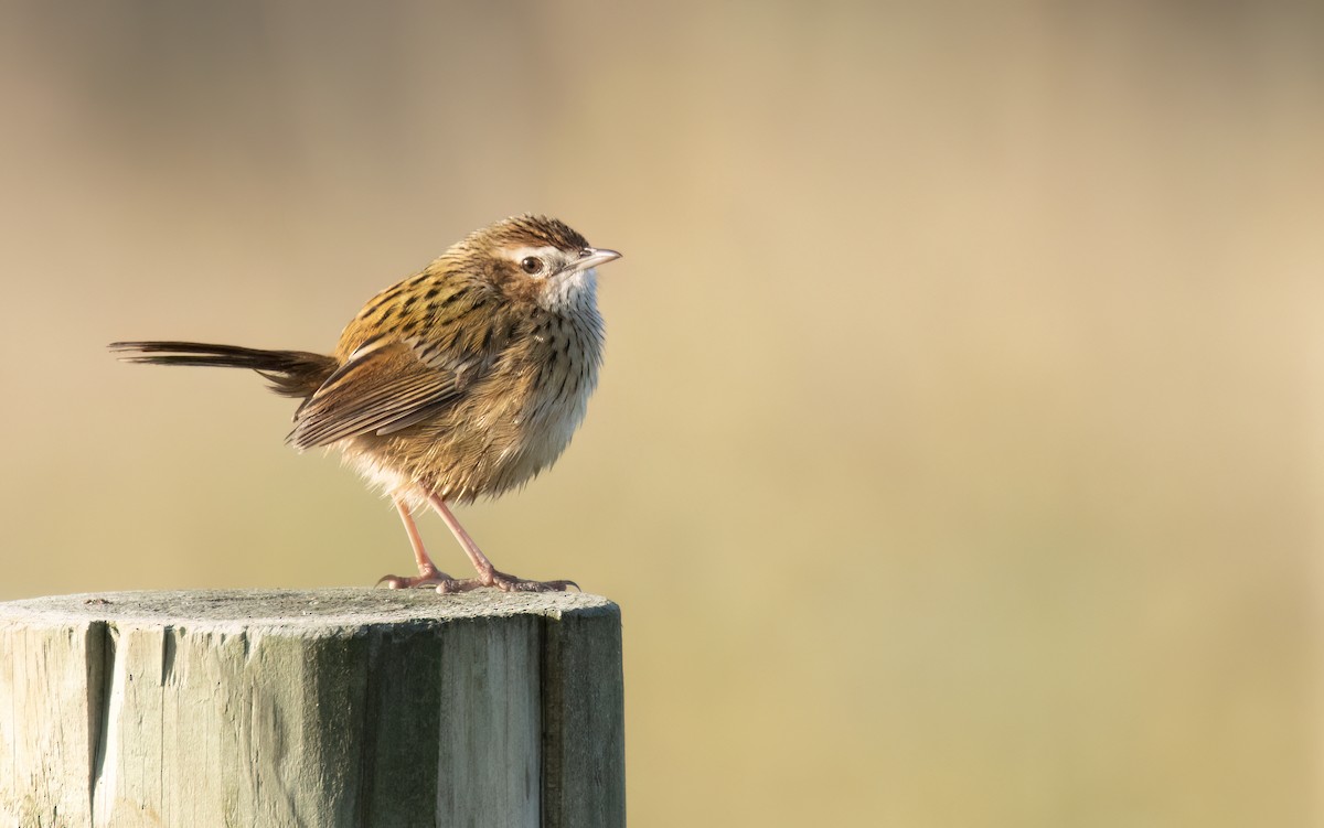 Striated Fieldwren - ML646449256