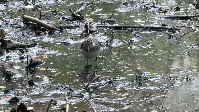 Улит-отшельник - ML646449258