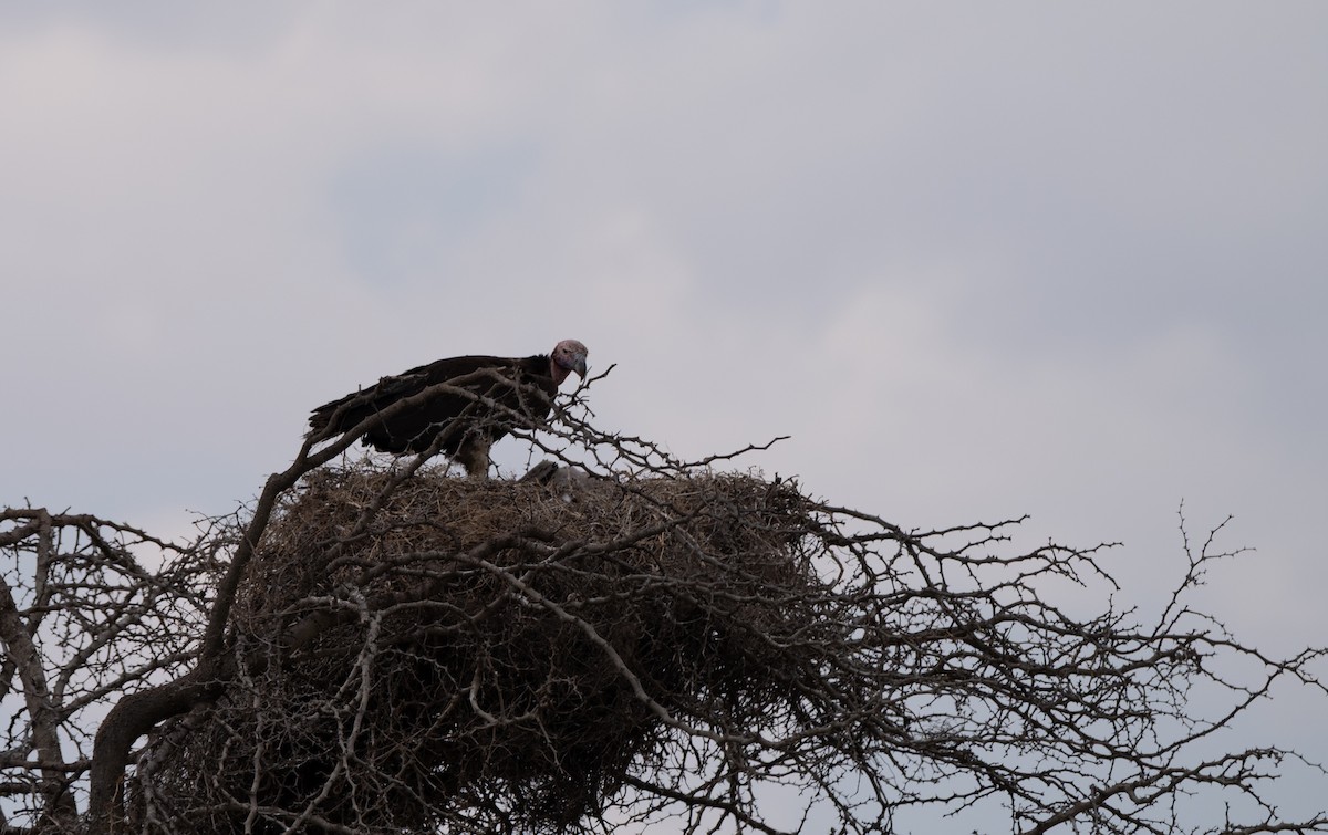 Lappet-faced Vulture - ML646449267