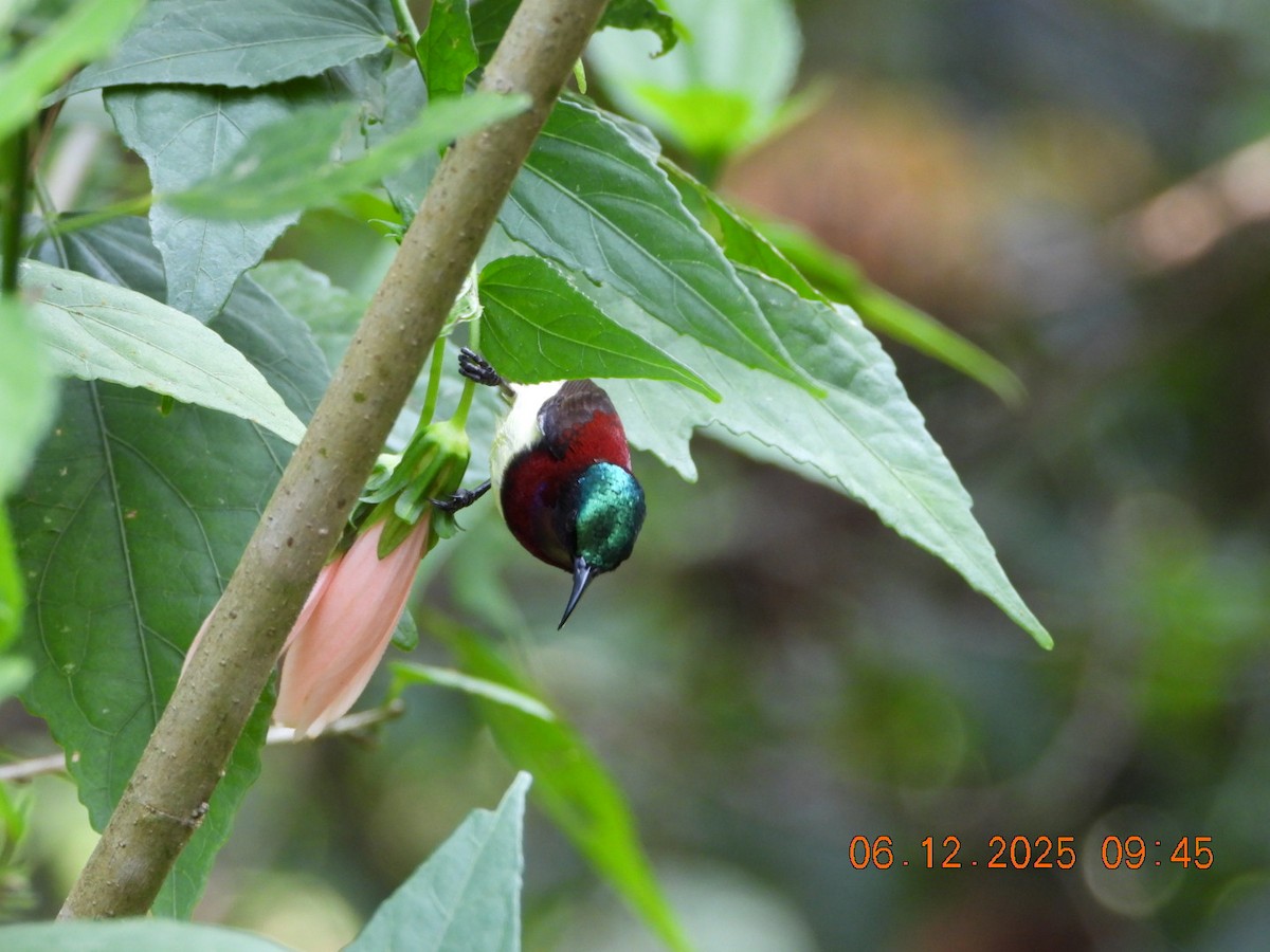 Crimson-backed Sunbird - ML646449273