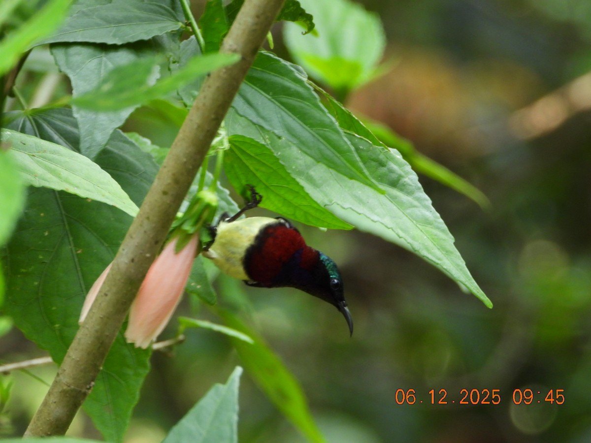 Crimson-backed Sunbird - ML646449274