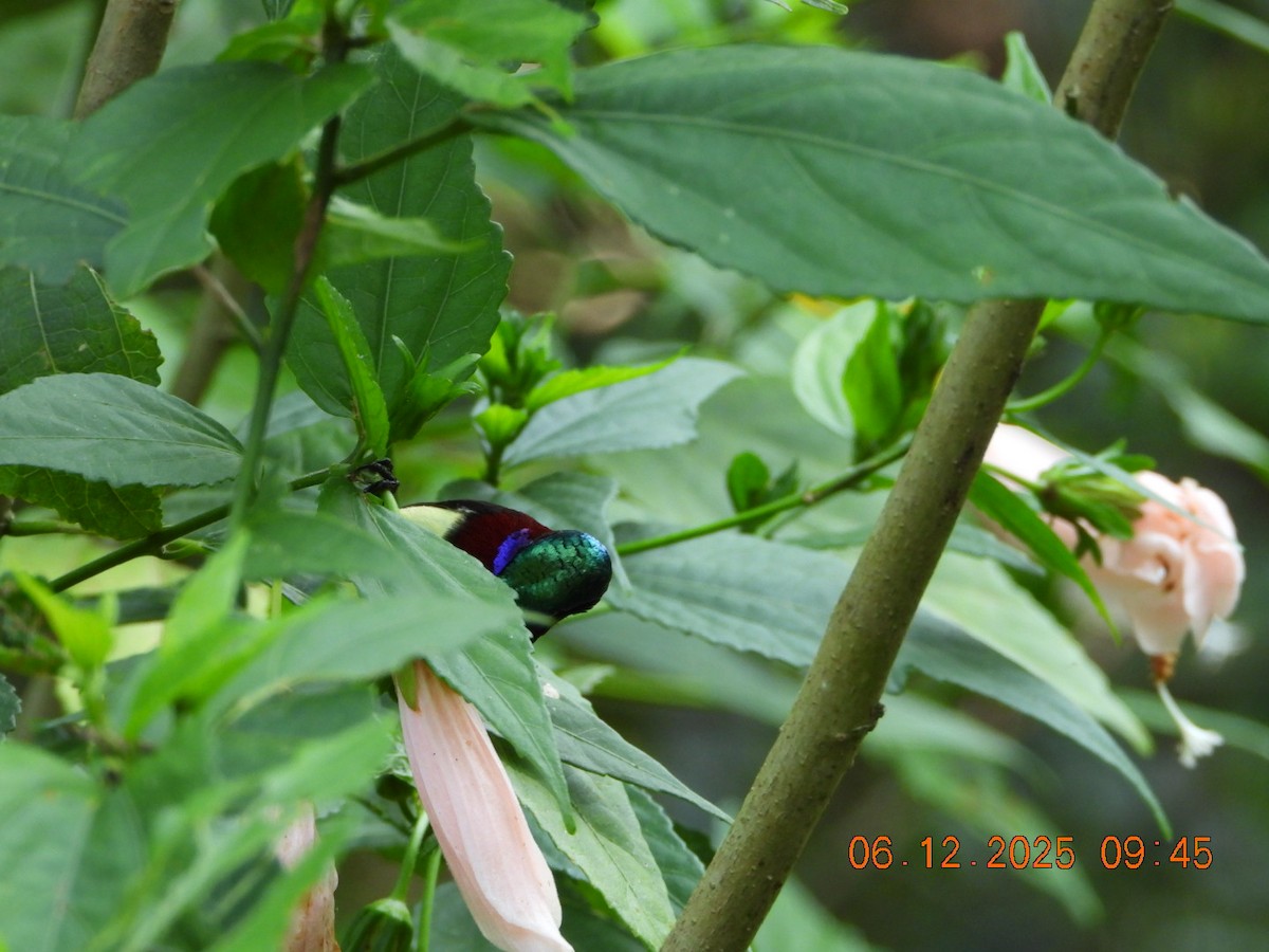 Crimson-backed Sunbird - ML646449275