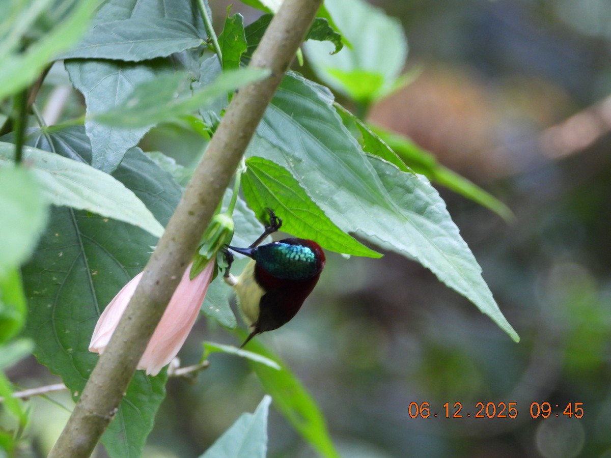 Crimson-backed Sunbird - ML646449276