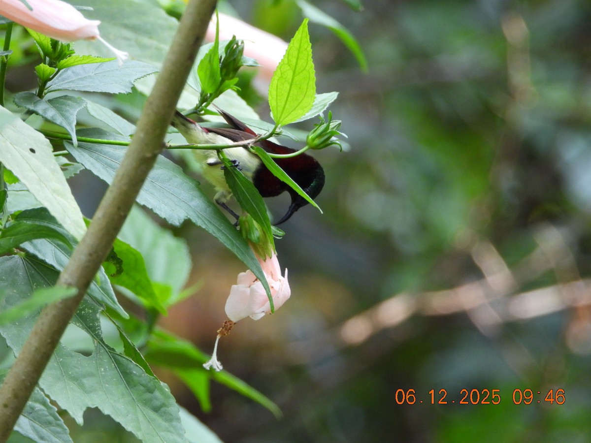 Crimson-backed Sunbird - ML646449277