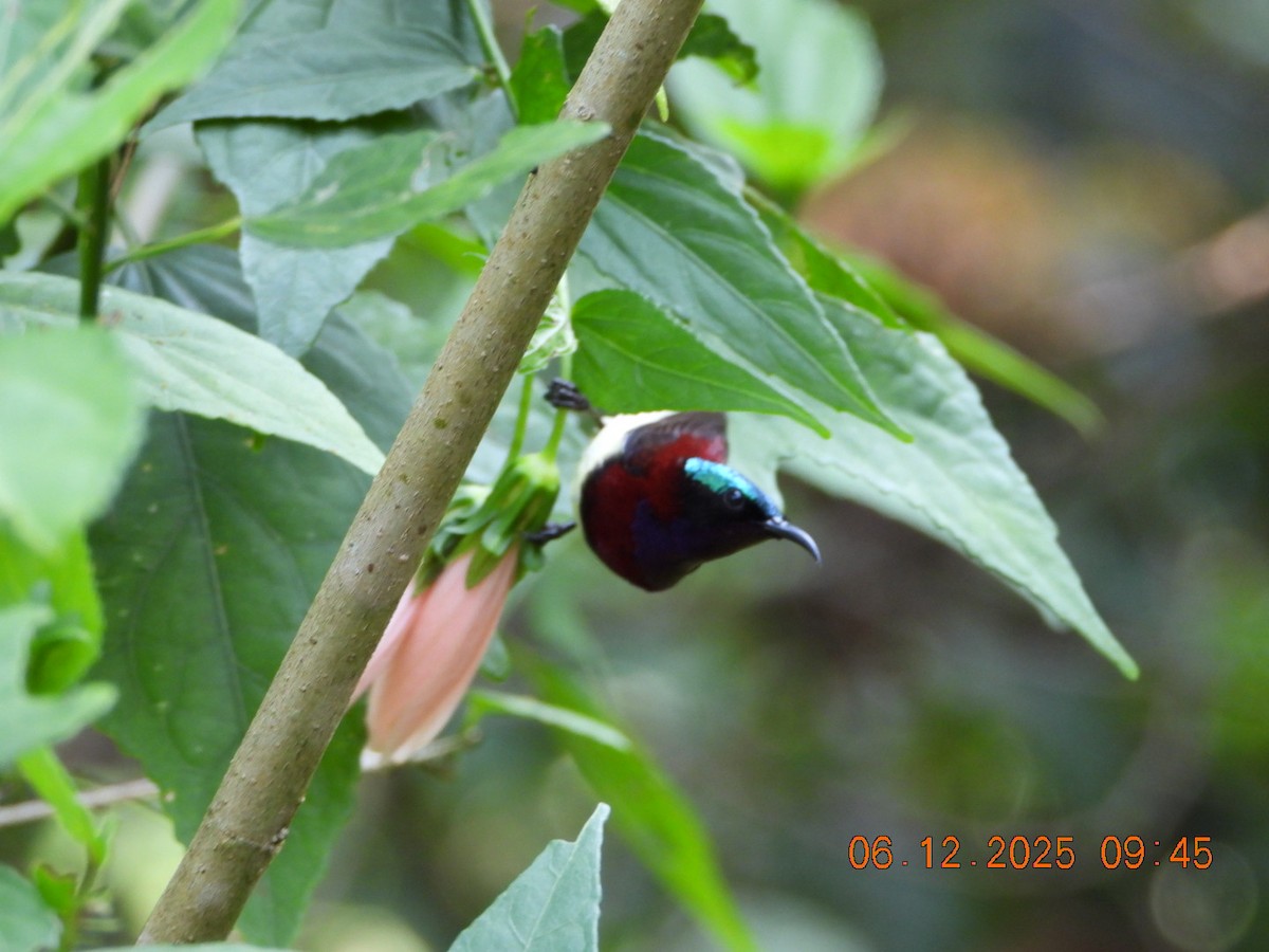 Crimson-backed Sunbird - ML646449278