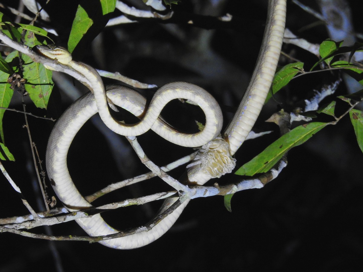 Animals - ML646449279