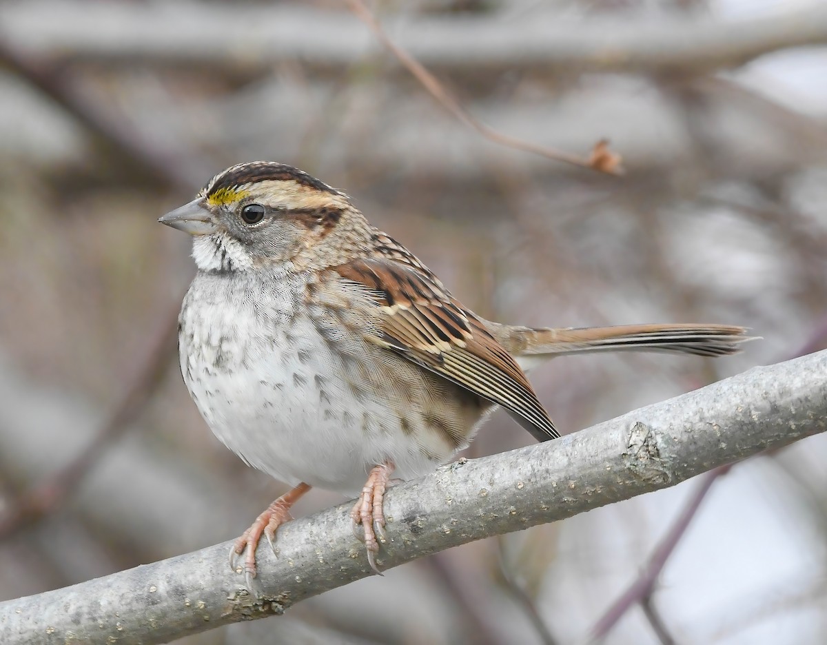White-throated Sparrow - ML646449280