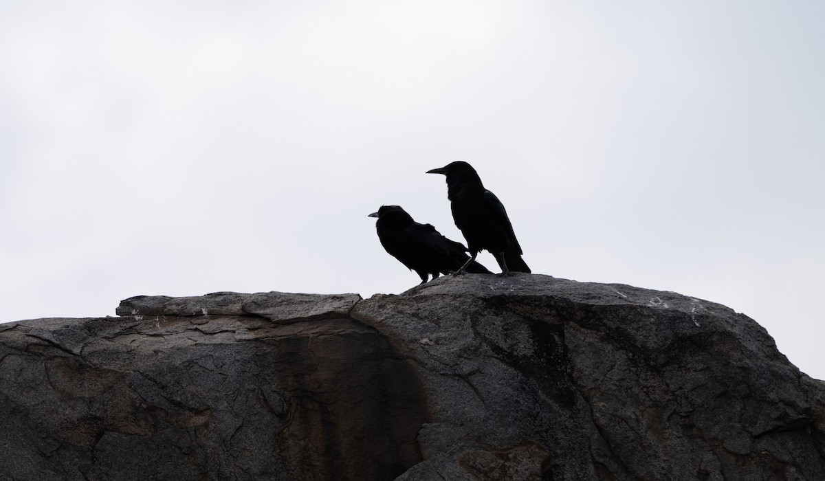 Cape Crow - ML646449281