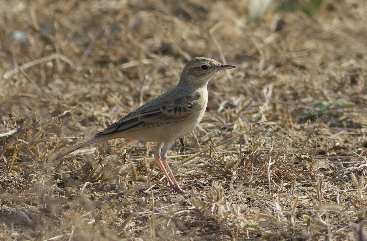 linduška úhorní - ML646449288