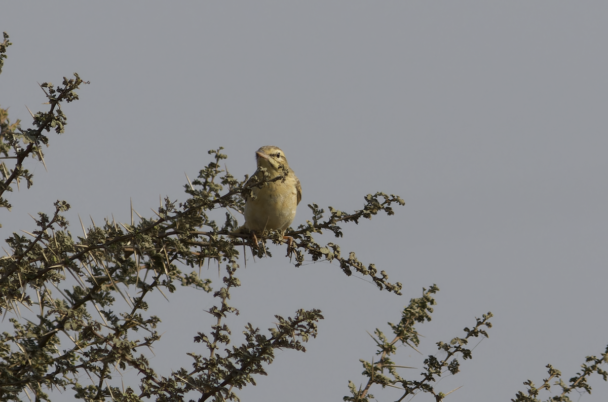 linduška úhorní - ML646449289