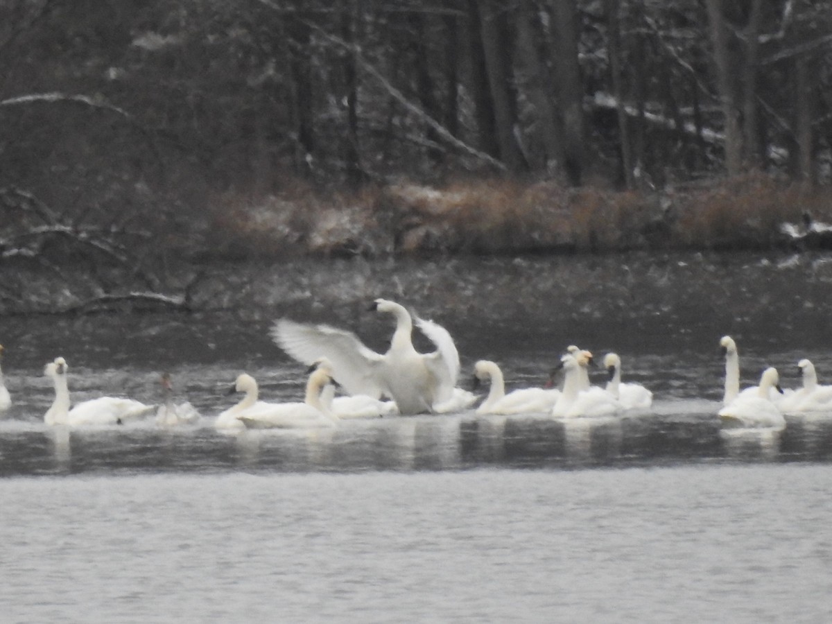 小天鵝 - ML646449290